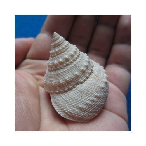 Natural Shell Conch Jade Bead Bell Conch Home Decoration Hermit Crab Replacement Shell Photography Props Childrens Gifts