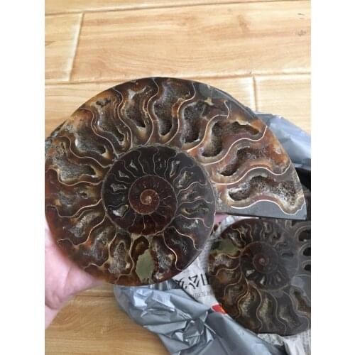 387g madagascar fossils iridescent ammonite natural stones and minerals specimen