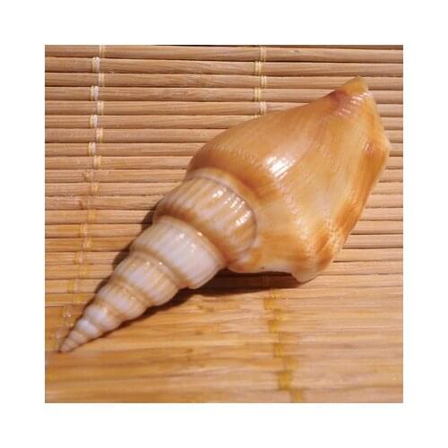 2Natural conch shell, golden axe snail, axe snail, bamboo shoot, phoenix snail, aquarium aquarium landscaping, platform and wall