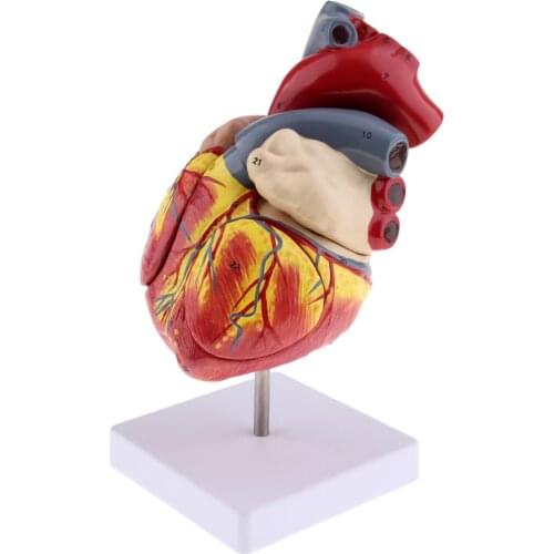 1:2.5 Professional Anatomical Model Human Heart Structural Model for School Lab 13x11x15cm