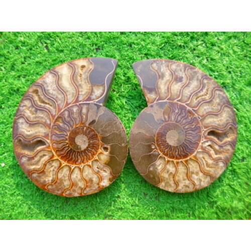 726g(1.59 lb) 1 Pair Half Cut Ammonite Shell Fossil Specimen Madagascar
