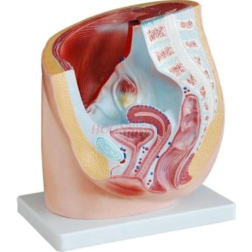 Female reproductive system model anatomical face structure pelvic cavity gynecology and obstetrics teaching teaching stereo mold