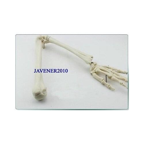 Life Size Human Anatomical Anatomy Arm Upper Limb Hand Skeleton Medical Model