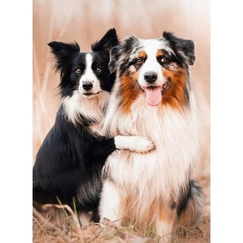 Full diy Diamond painting mosaic diamond embroidery beads Puppy Bernese Mountain Dog 5d cross-stitch kits handwork decor L219