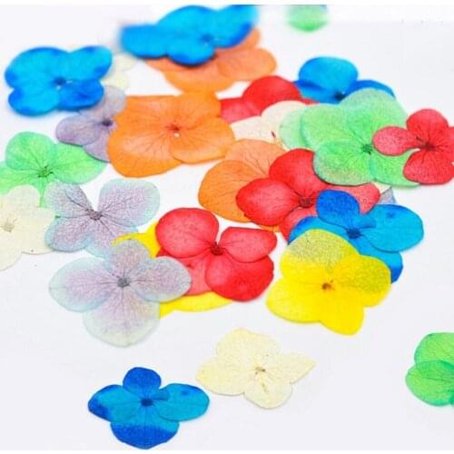 120pcs Pressed Dried Absorbed Dyed Hydrangea Macrophylla Flower Plants Herbarium For Jewelry Phone Case Bookmark Making DIY