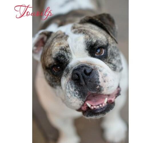 5D spuare & round Flower dog diamond painting cross stitch French Bulldog diamond embroidery set needlework diamond painting