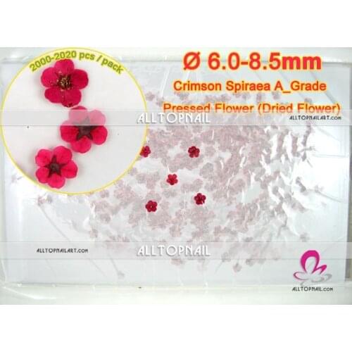 Bridal Wreat Press Flower 2000-2020pcs/pack Nail Art Crimson Spiraea Pressed Real Dried Flowers- Free shipping