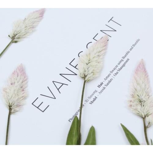 12pcs,Natural Pressed cockscomb,Real touch Dried flowers for DIY Wedding invitation Craft Bookmark Gift Card phone shell decor