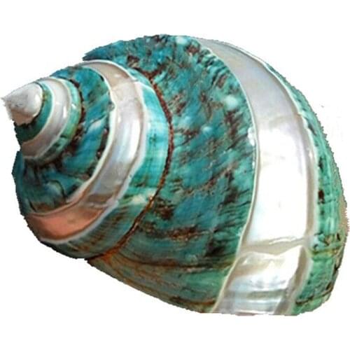 Natural Conch Shell Super Great Green Snail Great Green Screw Aquarium Landscape Mediterranean Home Specimens Decoration Crafts