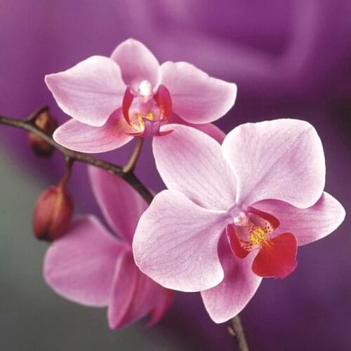 Christmas DIY Diamond Painting ORCHID Diamond Cross Stitch Crystal Square Diamond Sets Unfinished Full Diamond Embroidery