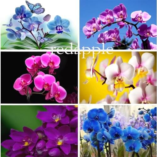 FULL diamond drill paintings orchid picture by rhinestones diamond embroidery flower icons painting mosaic new arrivals sale