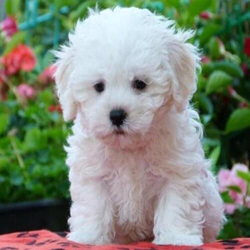 Full Square Round Diamond Embroidery Display Animal 5D DIY Diamond Painting maltese dog flower Picture Home Gift