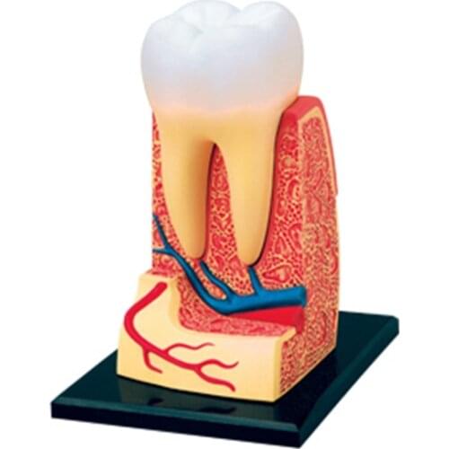 4D Tooth Intelligence Assembling Toy HumanOrgan Anatomy Model Medical Teaching DIY Popular Science Appliances