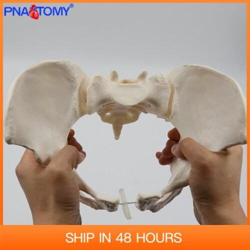 Pelvis Model Human Skeleton Specimen Hip Anatomy Medical Tool school Used 1:1 Pubis Skeletal Educational