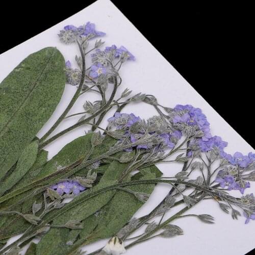 12 Pieces Pressed Flowers Real Forget-me-not Dried Flower for Jewelry Making Crafts Candle Making DIY Resin Ornament