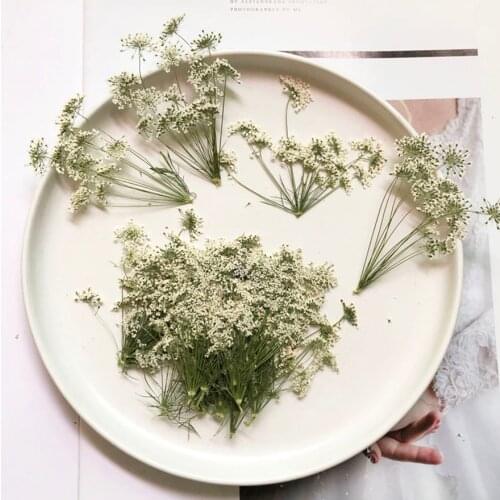 100X Pressed Dried Natural White Multi-head Ammi Majus Flower Plant Herbarium For Jewelry Postcard Invitation Card Bookmark DIY