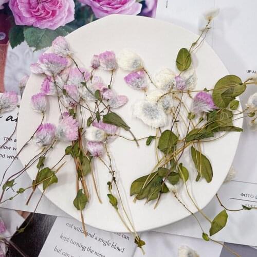 60pcs Pressed Dried Rhodanthe manglesii Flower Plant Herbarium For Jewelry Postcard Invitation Card Phone Case Bookmark DIY