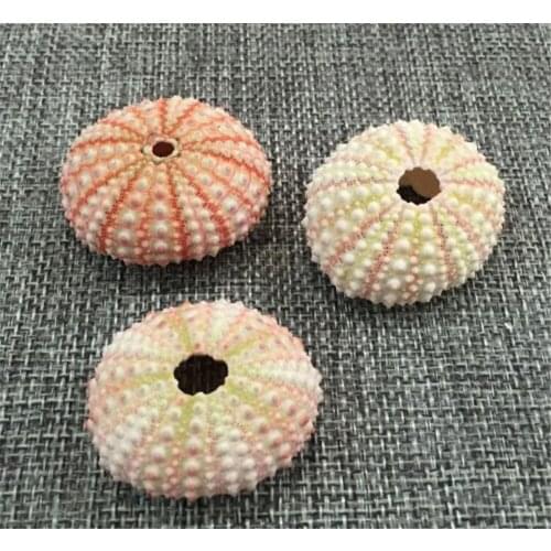 10pcs/lot Air Plants Holders Natural Sea urchin Shell Wall Hanger Handmade Rope Hanging Plant Hanger with Ropes