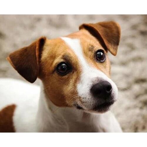 DIY Diamond Embroidery"jack russell terrier"5d Full Square Diamond Painting,Cross Stitch,round Drill Mosaic diamond picture pet