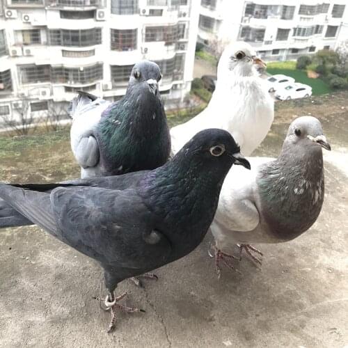 1Pcs real Taxidermy Eurasian pigeon Columba specimen Teaching / Decoration