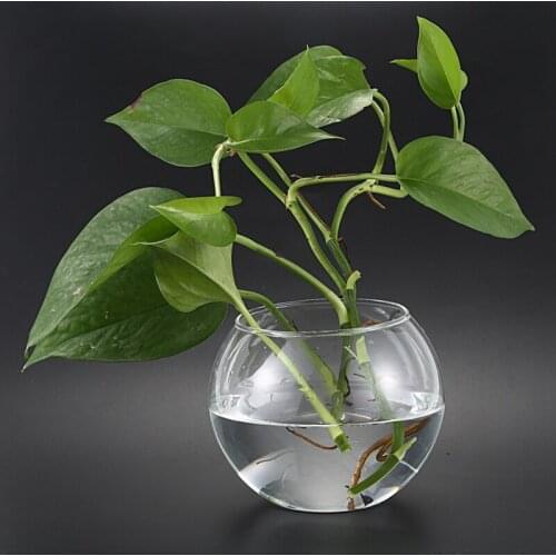 Round Sphere Vase in Transparent Glass Fish Tank