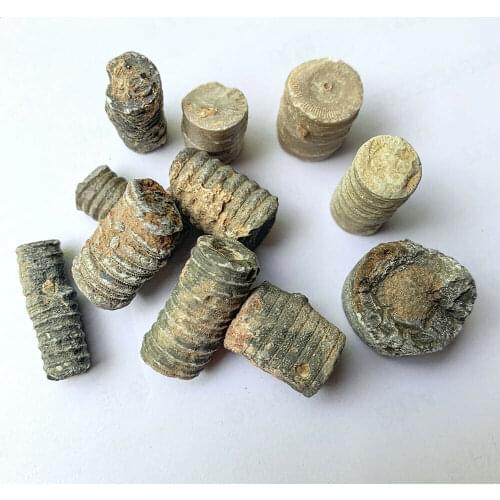 Natural Stone Crinoid Sea Lily Fossils For Aquarium Terrarium Collector Cretaceous Stone Biology Teaching Home Decoration 1-3cm