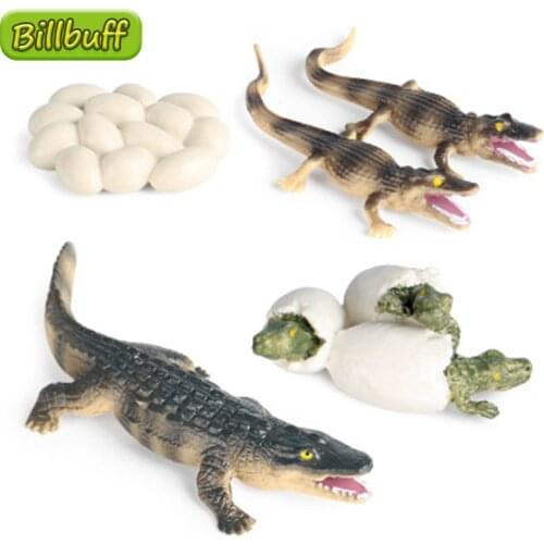 Simulation Amphibian Wild Animal Model Child Mini Crocodile Nile Crocodile Growth Cycle PVC Action Figures Doll toy for Kid Gift