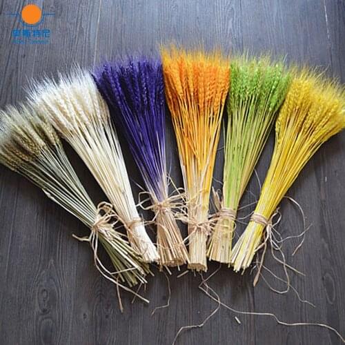 100pcs 6 color available natural dried flower bouquets natural dried ear of wheat bouquets wheat ear Bunches
