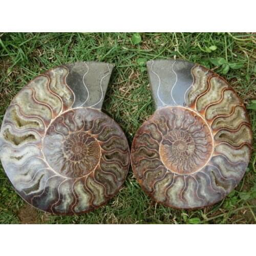 1360g(2.99 lb) 1 Pair Half Cut Ammonite Shell Fossil Specimen Madagascar