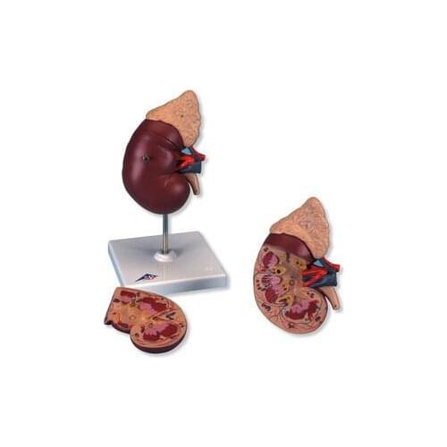 Kidney and adrenal gland model 2 parts of human kidney anatomical model internal organ structure