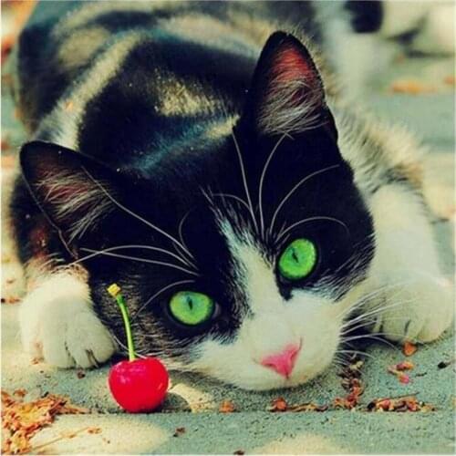 Kexinzu 5D Diy Full Square Round Stone Resin Diamond Painting Cross Stitch Embroidery Cat Diamant Mosaic Friend Gift XF05