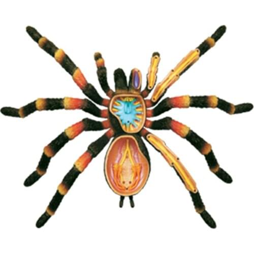 4d Spider Animal Anatomy Model Skeleton Medical Teaching Aid Laboratory Education Equipment master puzzle Assembling Toy