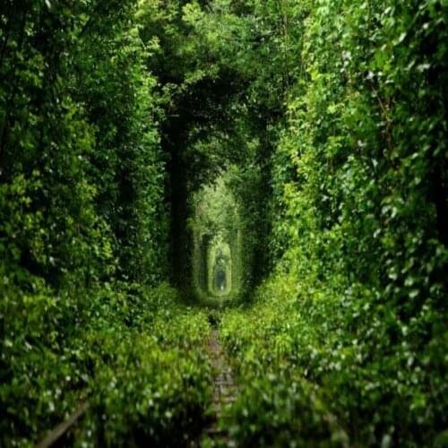 Dropshipping Colomac Wood Wallpaper 3D Beautiful Tunnel Green Wallpaper Papier Peint Mural Living Room Wallpapers Home Decor