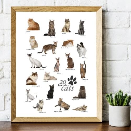 Cat Breeds Collection Posters and Prints Pet Shop Wall Art Decor Cats Breeds Education Illustration Pictures Canvas Painting