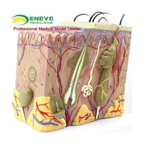 Human skin tissue structure anatomical model minimally invasive skin cosmetic plasticity teaching 23*22*11cm