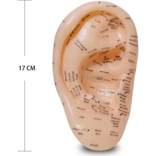 English version Ear acupuncture earpins model model auricular application model ear acupuncture points model 17 cm
