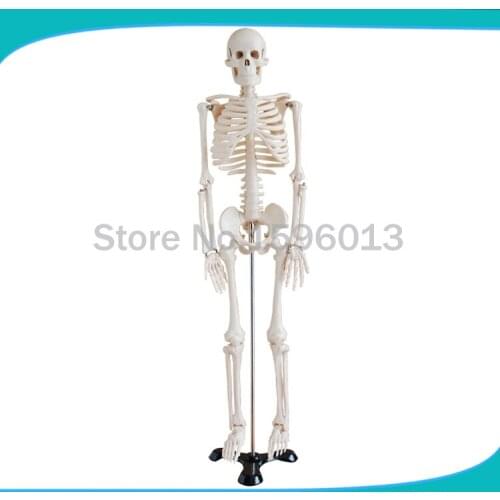 HOT 85cm Whole Body Skeleton Model, human skeleton model