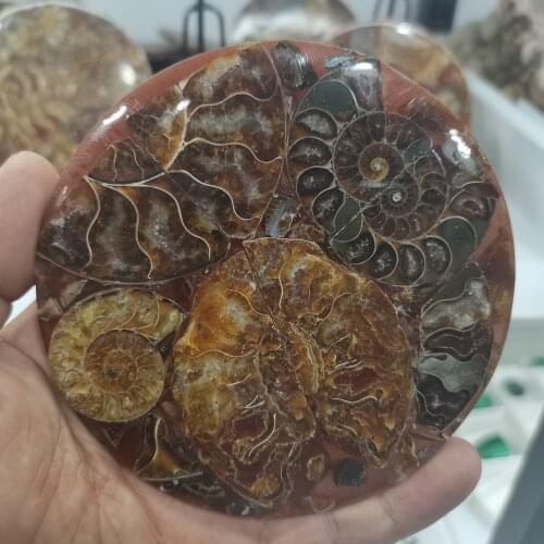 Natural Ammonite Disc Fossil Conch Specimen Healing +Stand 1pcs