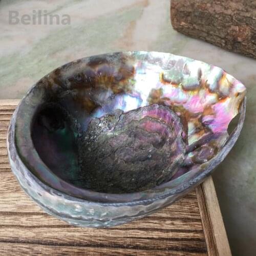 Mexico abalone shell Natural craft Conch Home Decoration Aquarium Landscaping Wedding Landscape Decoraition Ornaments Gift