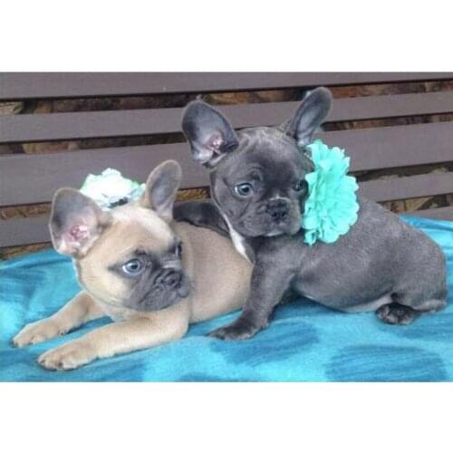 Full Square Drill 5D DIY Diamond Painting French Bulldog 3D Diamond Embroidery Cross Stitch Decoration Diamond Puzzle Kits DF103