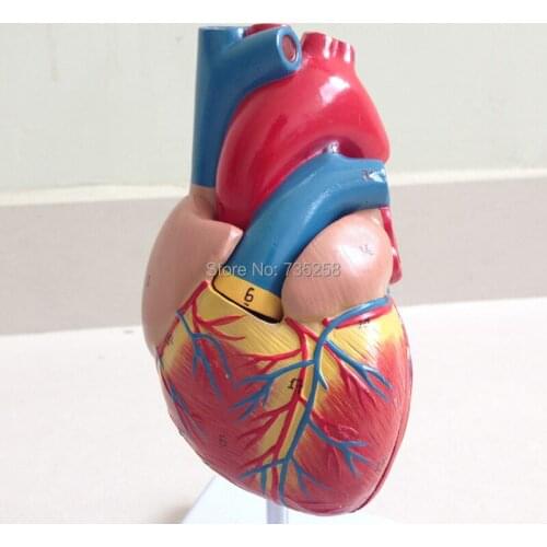 Human Heart Model,1:1 heart model,Natural big heart model
