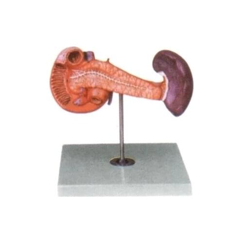 Pancreas, duodenum and spleen model Human digestive system Hepatic portal vein model natural size