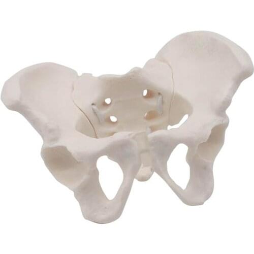 Theratools dynamic mini pelvic model small teaching aids joints can be shame bone joint teaching female motherhood