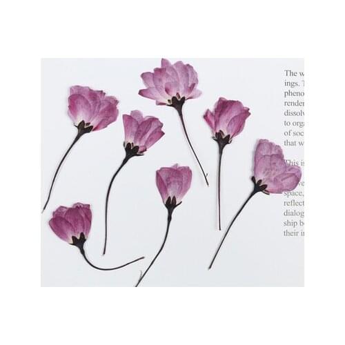 60pcs,Natural Pressed begonia Flower with stem,Eternal Cherry blossom for DIY Wedding invitations Photo Bookmark Gift Cards