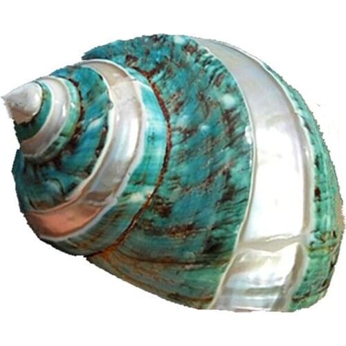 Natural Conch Shell Super Great Green Snail Great Green Screw Aquarium Landscape Mediterranean Specimens Decoration Crafts Gift