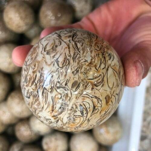 1pcs Dinosaur Bones Quartz Crystal Ball Natural Fossil Gemstone Magic Sphere