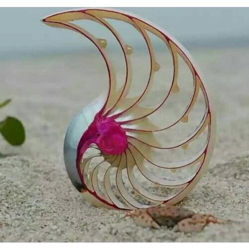 MESOPOTAMIA Colorful Natural Conch Shell Ornaments Rose Nautilus Fossil Creative Home Decoration Wedding Gifts Conch Shells