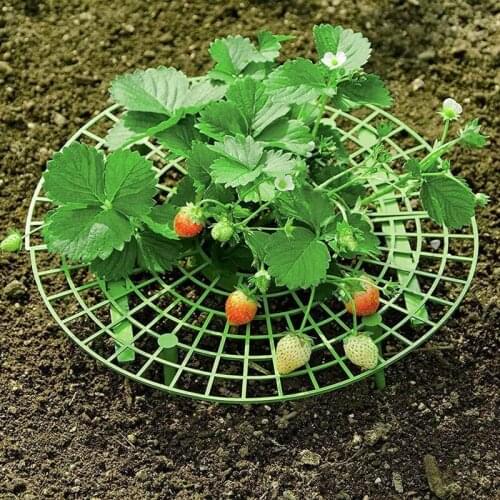 Fruit Plant Support Rack Strawberry Stand Plant Climbing Vine Props Flower Pillar Gardening Vine Rack Gardening Bracket