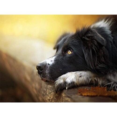 Animal Border Collie Printed Water-Soluble Canvas 11CT Cross-Stitch Set Embroidery DMC Threads Sewing Handicraft Counted