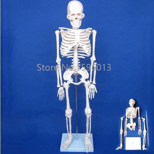 HOT 85cm full body Human Skeleton Model, Human Budget Skeleton Model